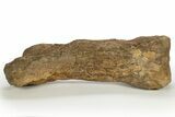 Dinosaur (Triceratops) Metatarsal (Foot Bone) - Wyoming #313964-2